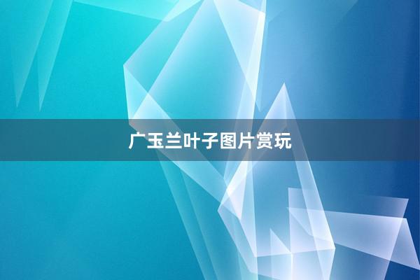 广玉兰叶子图片赏玩